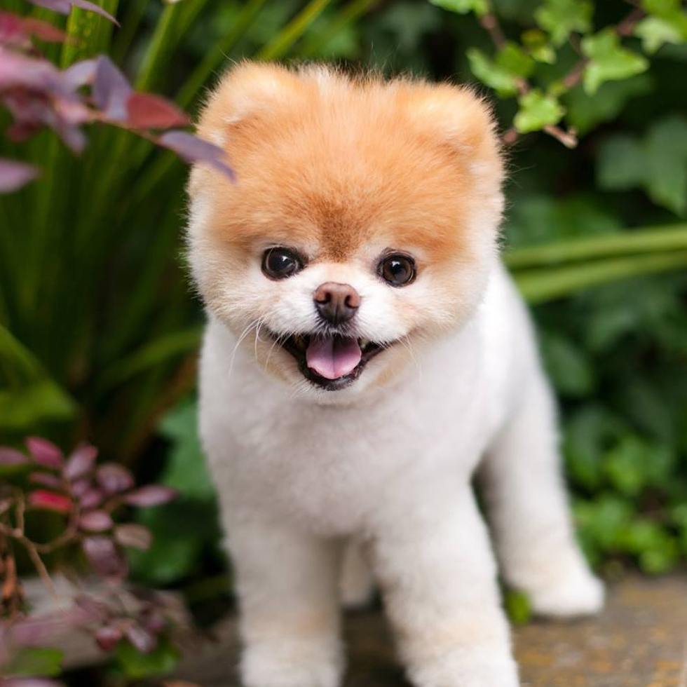 24178229_130553627722448_4583455756736528384_n