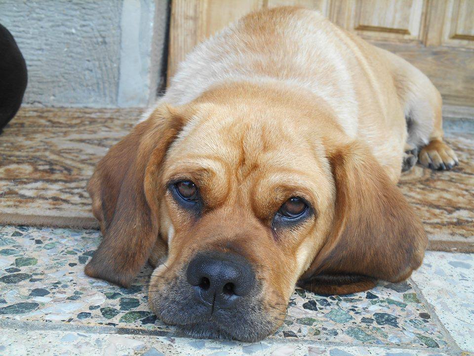 10530695_919397448076571_8390904341954006880_n